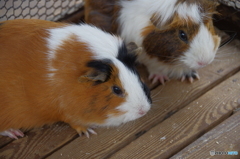 六甲にもいましたよ、モル達（モルズ）