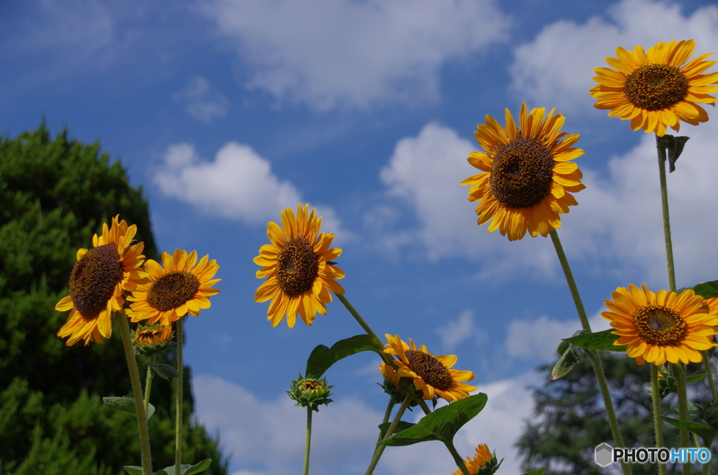 あっちだ、こっちだ、太陽はどっちだ