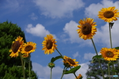 あっちだ、こっちだ、太陽はどっちだ