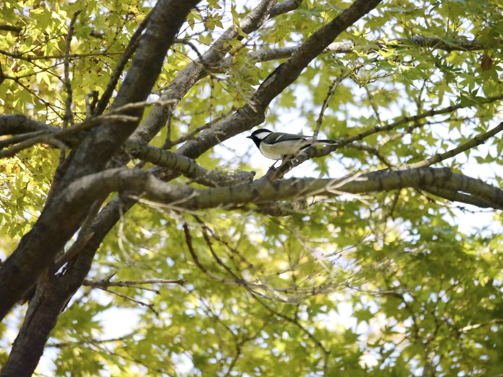 職場近くで見かけた鳥⑤