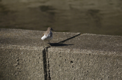職場近くで見かけた鳥①