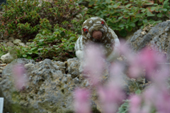 ライチョウ