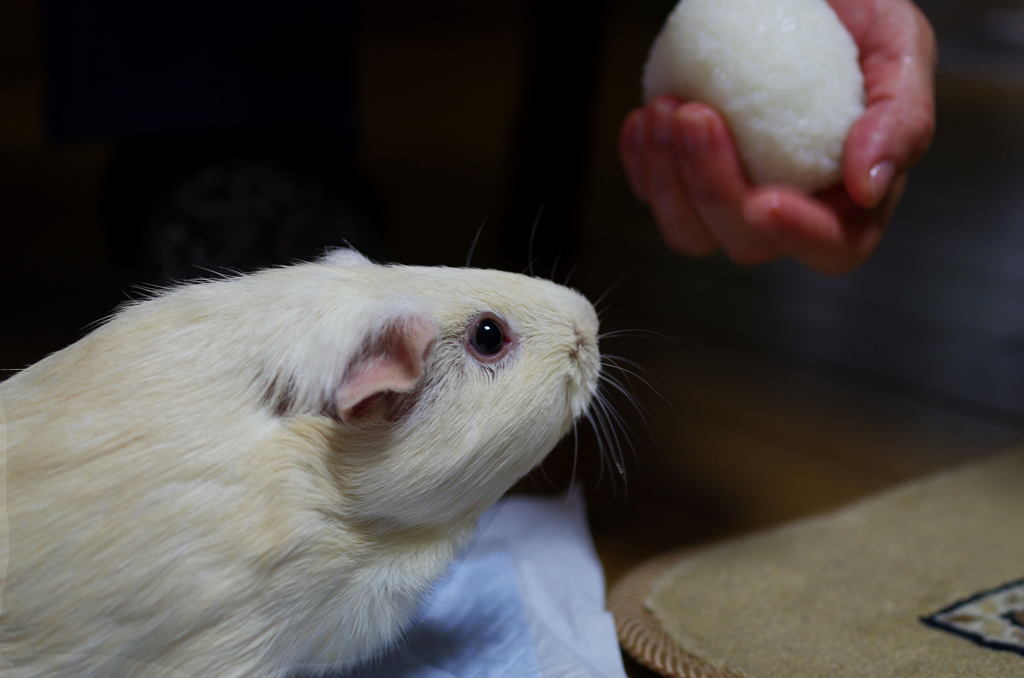 おにぎり、食べれる？