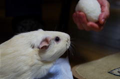 おにぎり、食べれる？