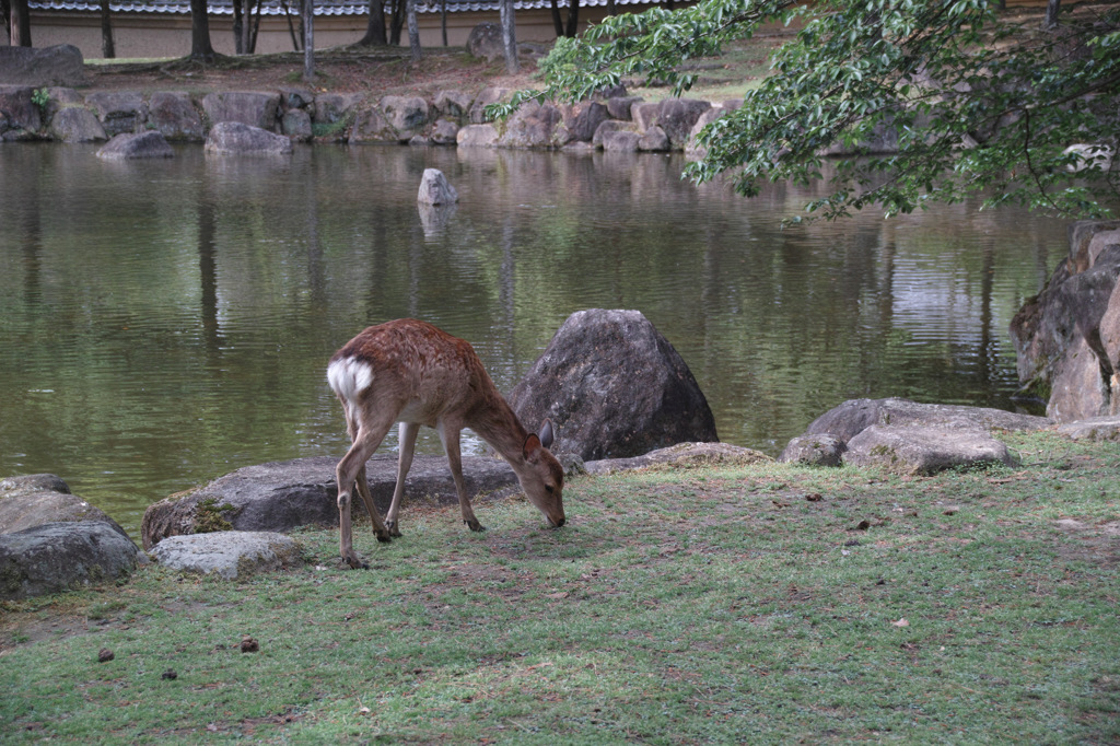 東大寺にて