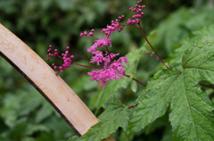 京都詩仙堂にて