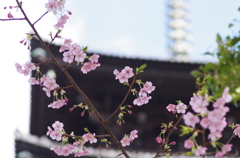 東寺　さくら