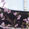 東寺　さくら