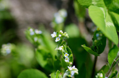 路傍の花　キュウリグサ