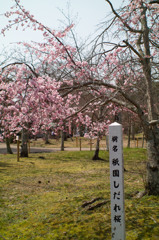 しだれ桜