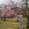 しだれ桜