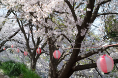 桜祭り　玉川の里　③　