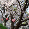 桜祭り　玉川の里　③　