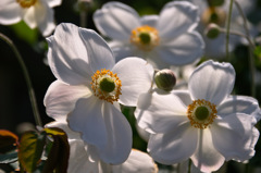 シュウメイギク