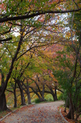 秋の桜並木