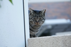 もう出ても大丈夫かな