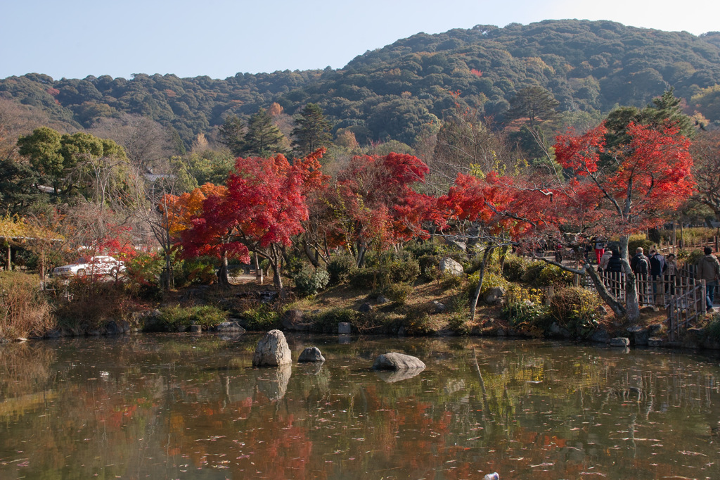 紅葉　円山公園