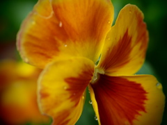 オレンジスライス