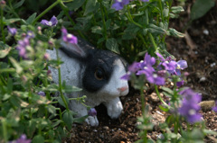 でておいで、うさぎさん