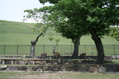 若草山
