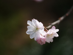 不断桜　京都大原・実光院にて