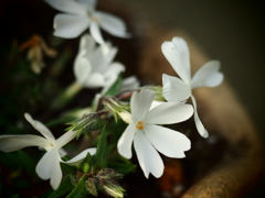 芝桜