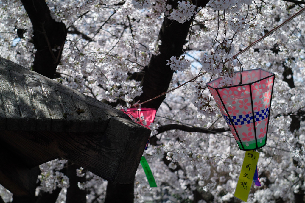 桜祭り　玉川の里　①