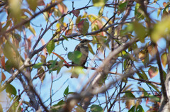 職場近くで見かけた鳥