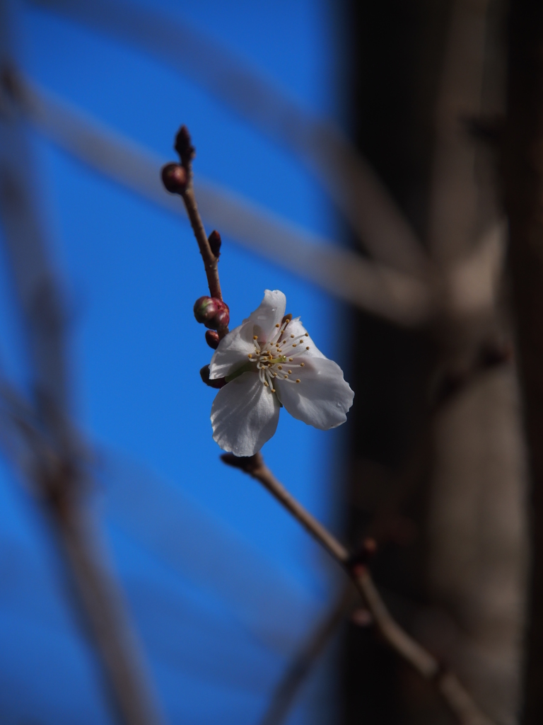 冬桜 