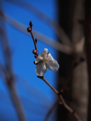 冬桜 