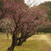 梅園