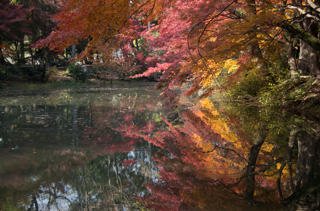 紅葉　京都府立植物園