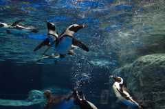 ペンギン