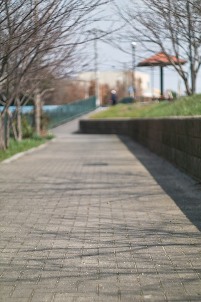 桜並木の遊歩道