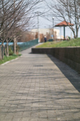 桜並木の遊歩道