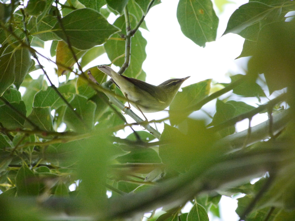 職場近くで見かけた鳥③