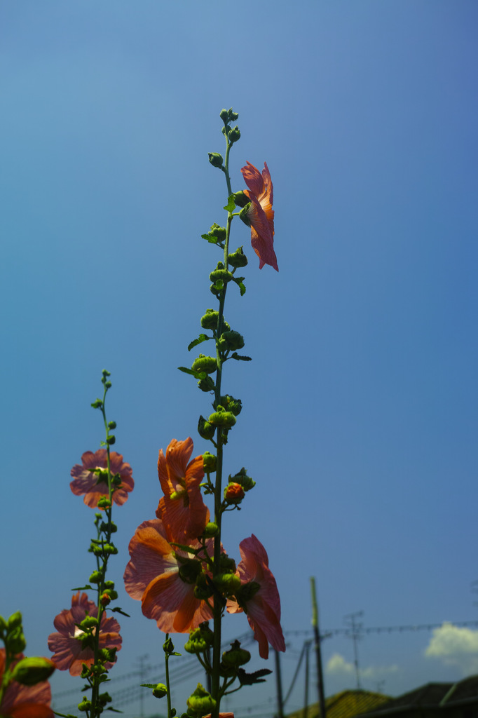 たちあおい　紅