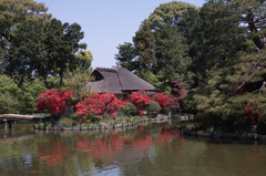 京都梅宮大社にて