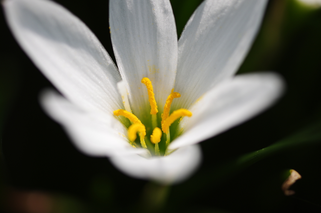 ゼフィランサス