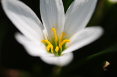 ゼフィランサス