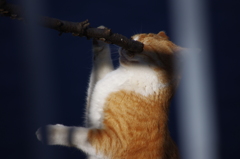顔グシャ