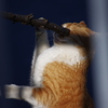 顔グシャ