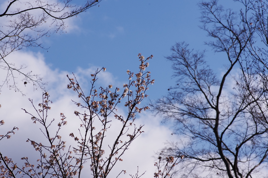 さくら　秋・冬　川津桜