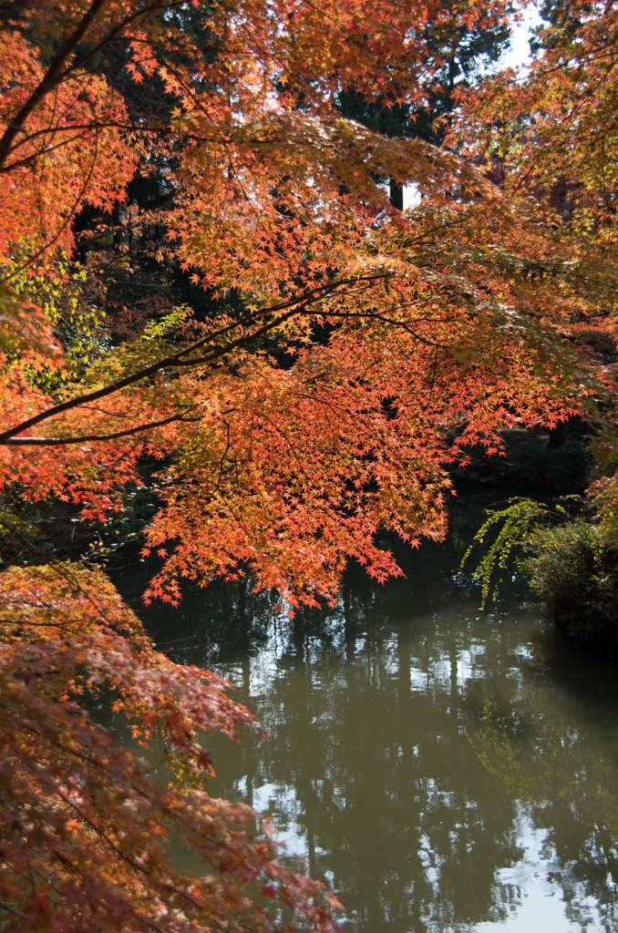 曼殊院　もみじ