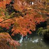 曼殊院　もみじ