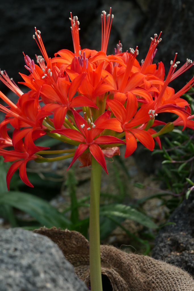 ブルンヴィギナ　マルギナタ　難しい