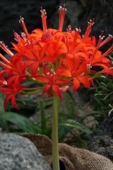 ブルンヴィギナ　マルギナタ　難しい