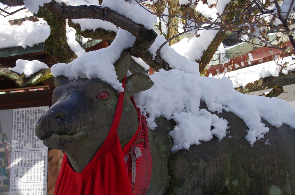寒い、牛さんもびっくり