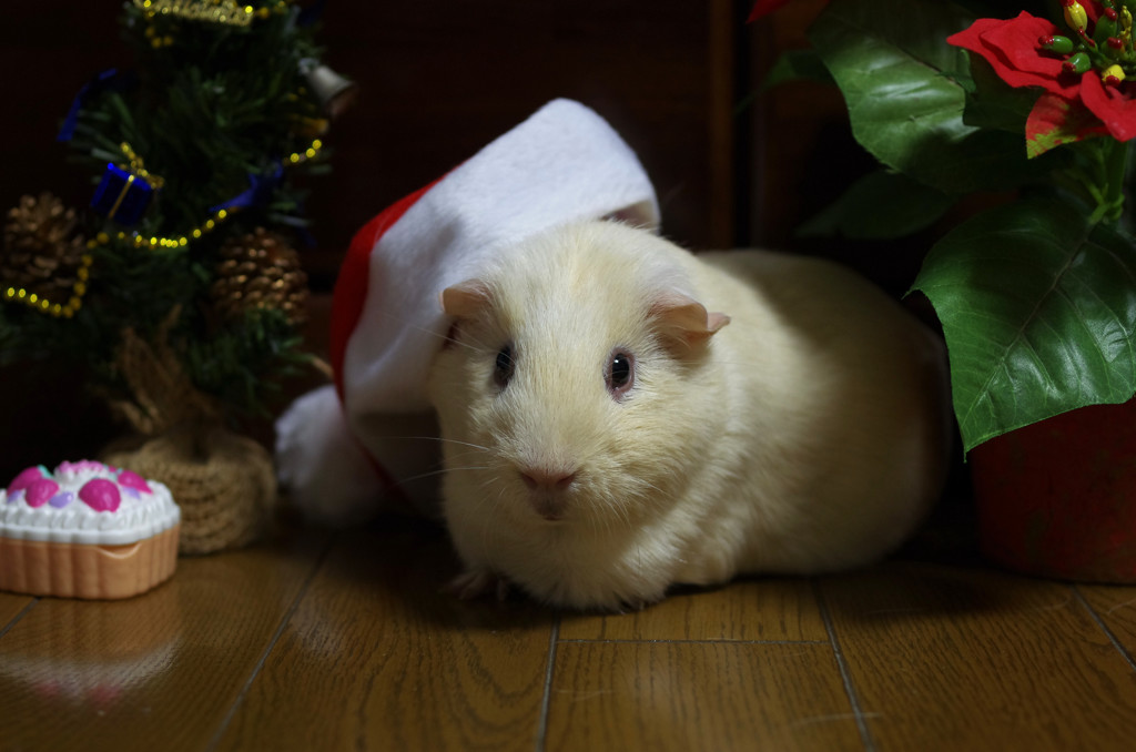 メリークリスマス