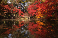京都府立植物園で